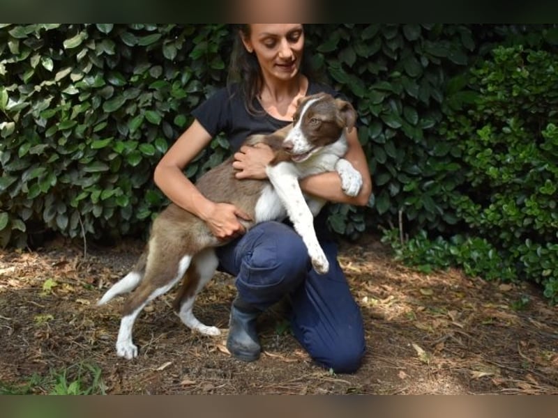 Carissa - sucht noch ein Für-immer-Zuhause