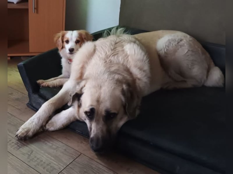 Julia -  neue Pflegestelle oder Zuhause gesucht