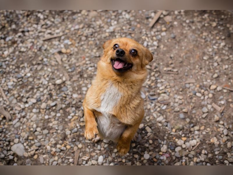 Chip 249069: Hundekind sucht ein Zuhause