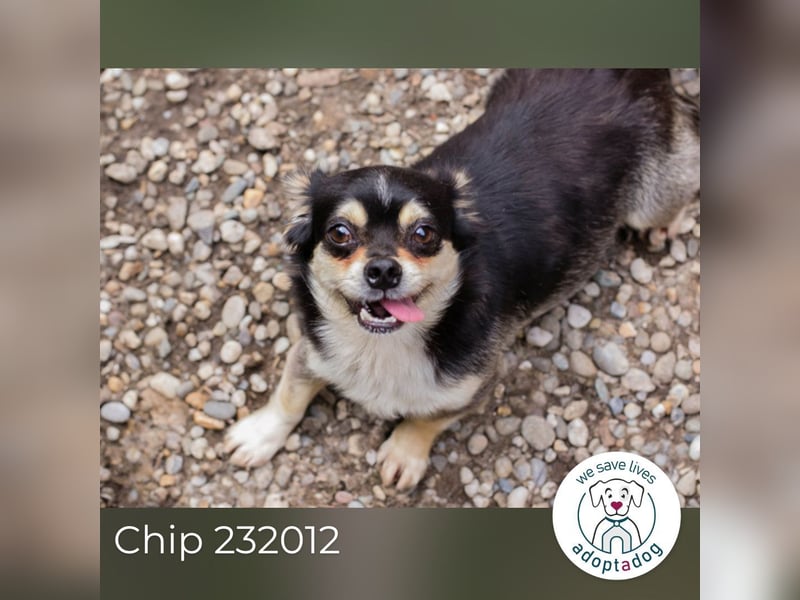 Chip 232012: Hundekind sucht ein Zuhause