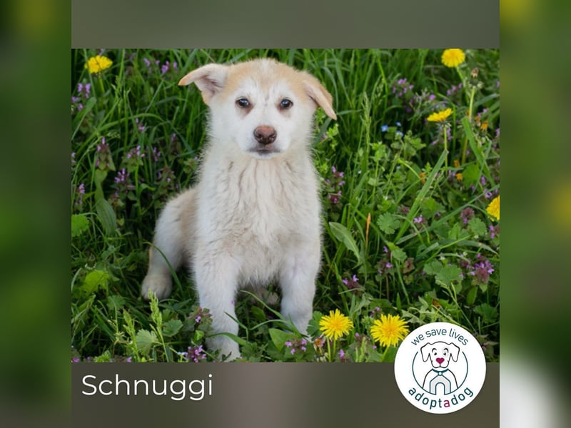 Schnuggi: Hundekind sucht ein Zuhause