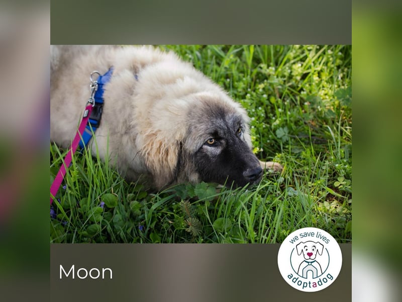 Moon: Hundekind sucht ein Zuhause