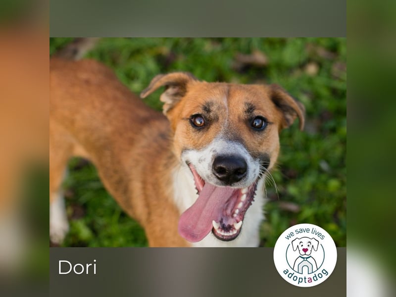 Dori: Bereit für ein neues Abenteuer