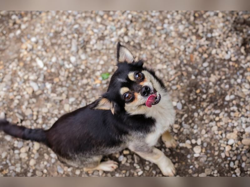 Chip 232012: Hundekind sucht ein Zuhause