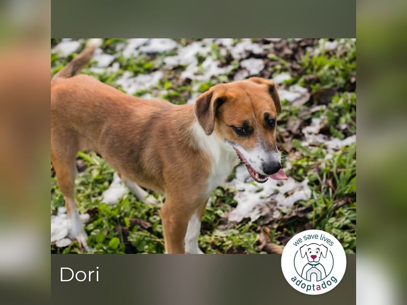 Dori: Bereit für ein neues Abenteuer