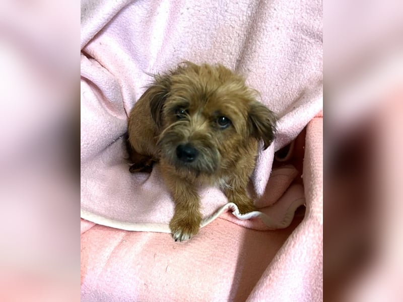 Chip 230472: sucht ein Zuhause