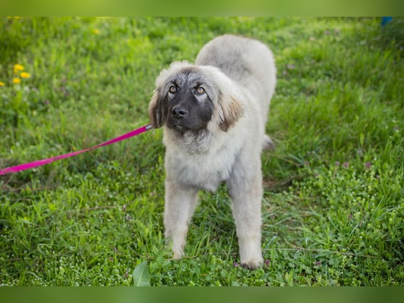 Moon: Hundekind sucht ein Zuhause