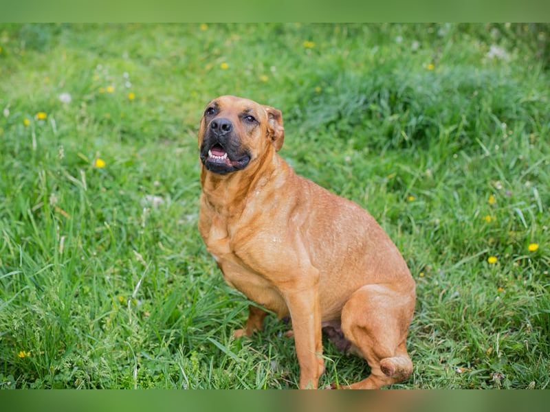 Fjella: Sucht ein Zuhause