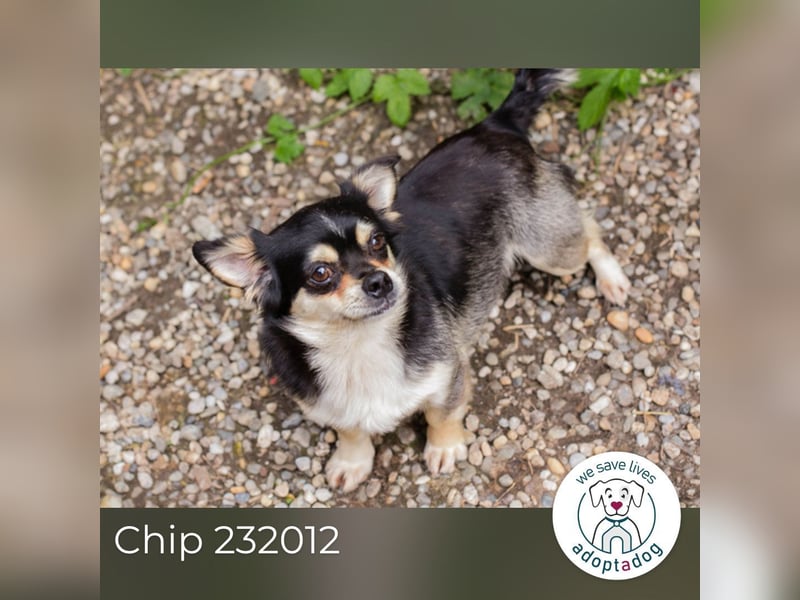 Chip 232012: Hundekind sucht ein Zuhause