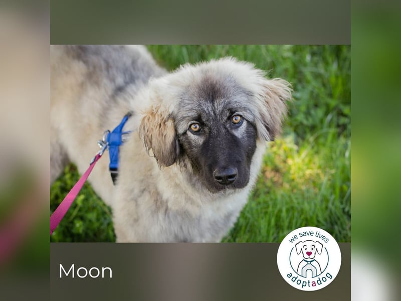 Moon: Hundekind sucht ein Zuhause