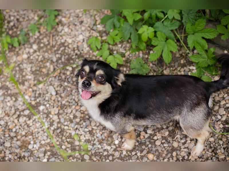 Chip 232012: Hundekind sucht ein Zuhause