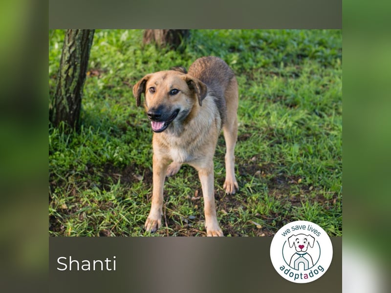 Shanti: Fröhliche Hündin