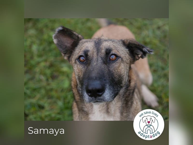Samaya: sucht ein Zuhause
