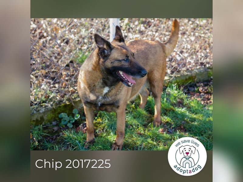 Chip 2017225: Sucht ein Zuhause