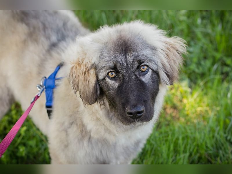 Moon: Hundekind sucht ein Zuhause