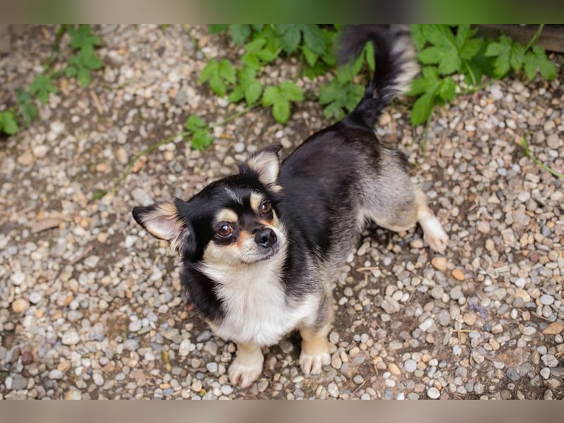 Chip 232012: Hundekind sucht ein Zuhause