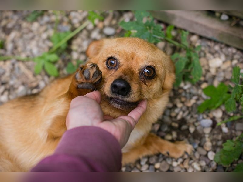 Chip 249069: Hundekind sucht ein Zuhause