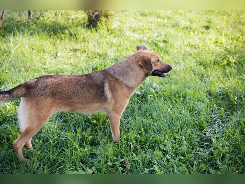 Shanti: Fröhliche Hündin