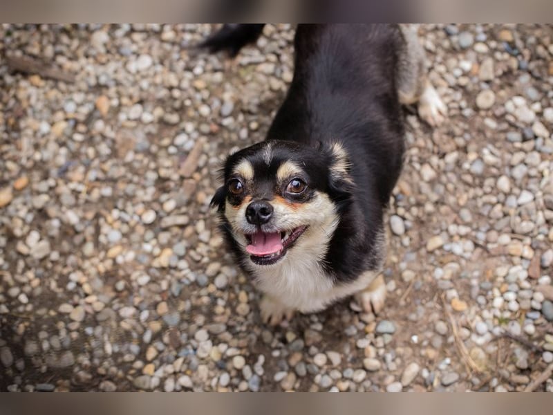 Chip 232012: Hundekind sucht ein Zuhause