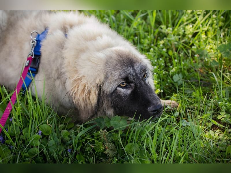 Moon: Hundekind sucht ein Zuhause