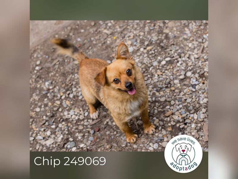 Chip 249069: Hundekind sucht ein Zuhause
