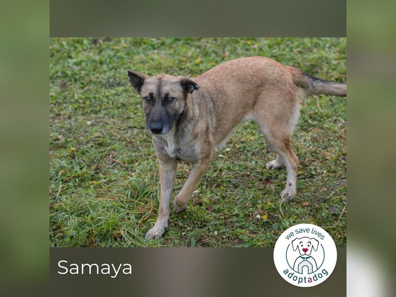Samaya: sucht ein Zuhause