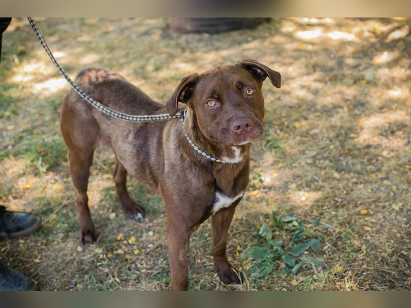 Chip 231391: sucht ein Zuhause