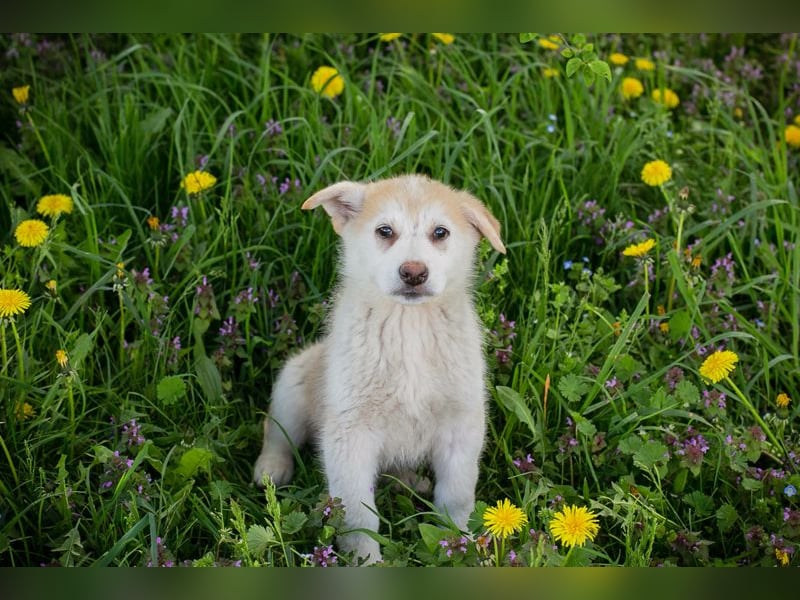 Schnuggi: Hundekind sucht ein Zuhause