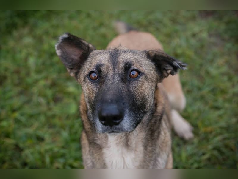 Samaya: sucht ein Zuhause