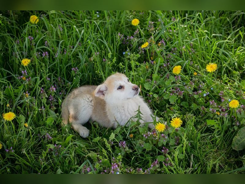 Schnuggi: Hundekind sucht ein Zuhause