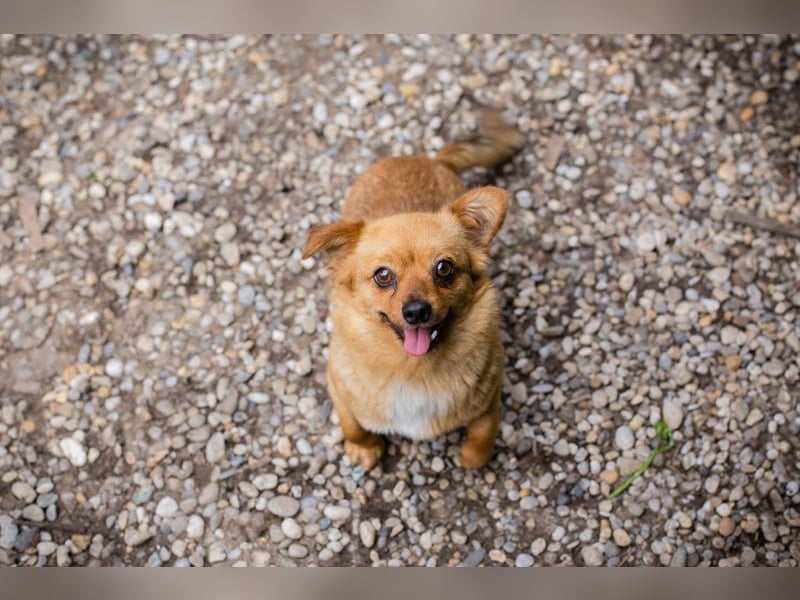 Chip 249069: Hundekind sucht ein Zuhause