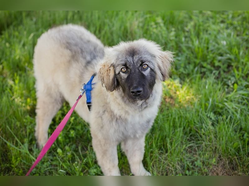 Moon: Hundekind sucht ein Zuhause
