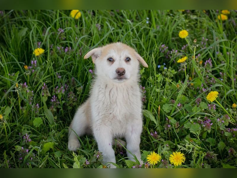 Schnuggi: Hundekind sucht ein Zuhause