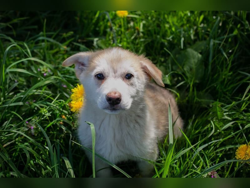 Schnuggi: Hundekind sucht ein Zuhause