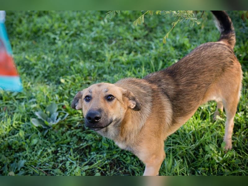 Shanti: Fröhliche Hündin