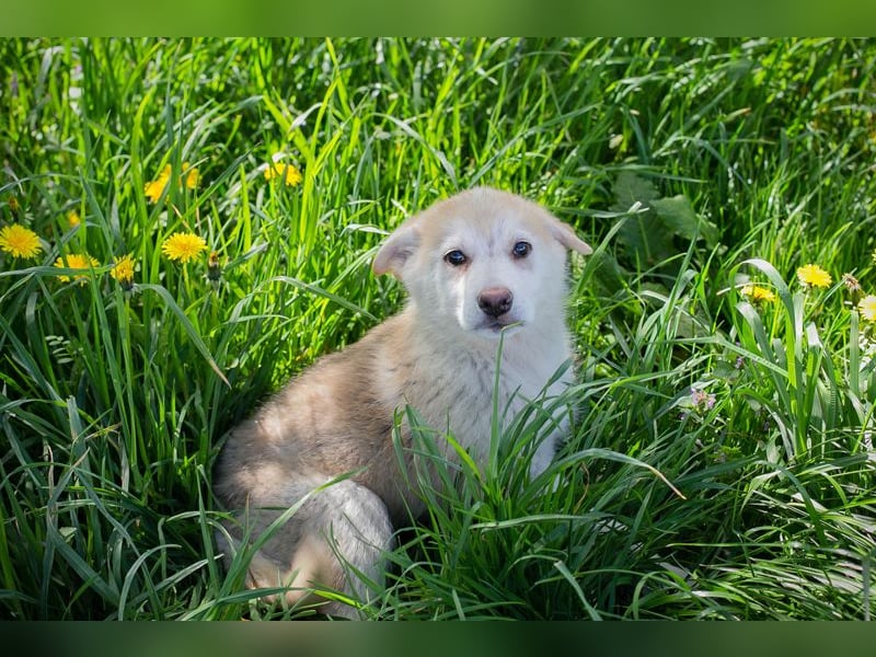 Schnuggi: Hundekind sucht ein Zuhause