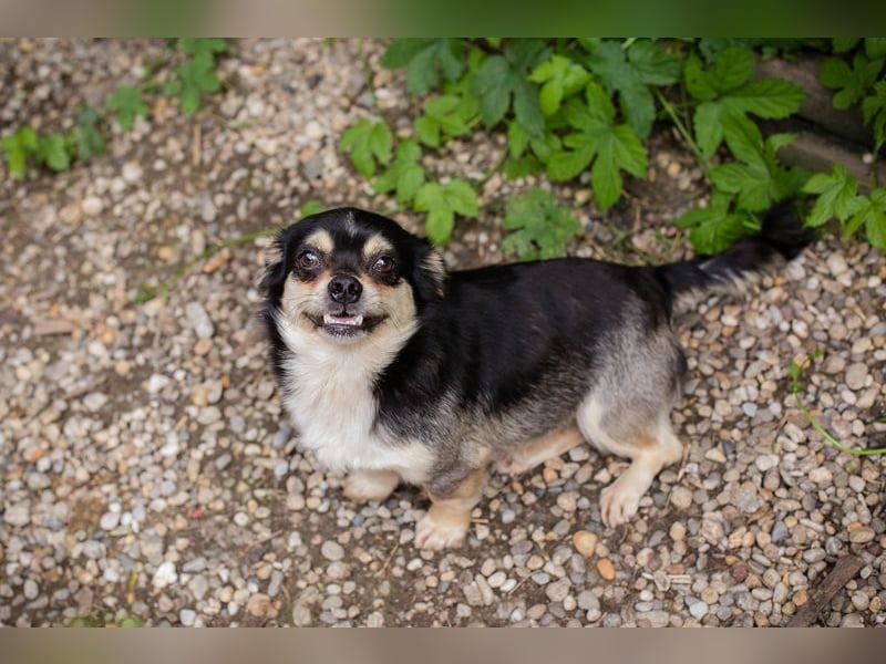 Chip 232012: Hundekind sucht ein Zuhause