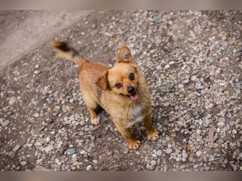 Chip 249069: Hundekind sucht ein Zuhause