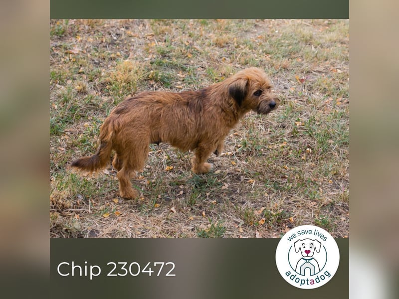Chip 230472: sucht ein Zuhause