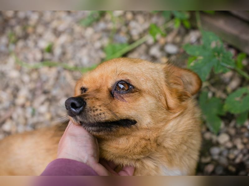 Chip 249069: Hundekind sucht ein Zuhause