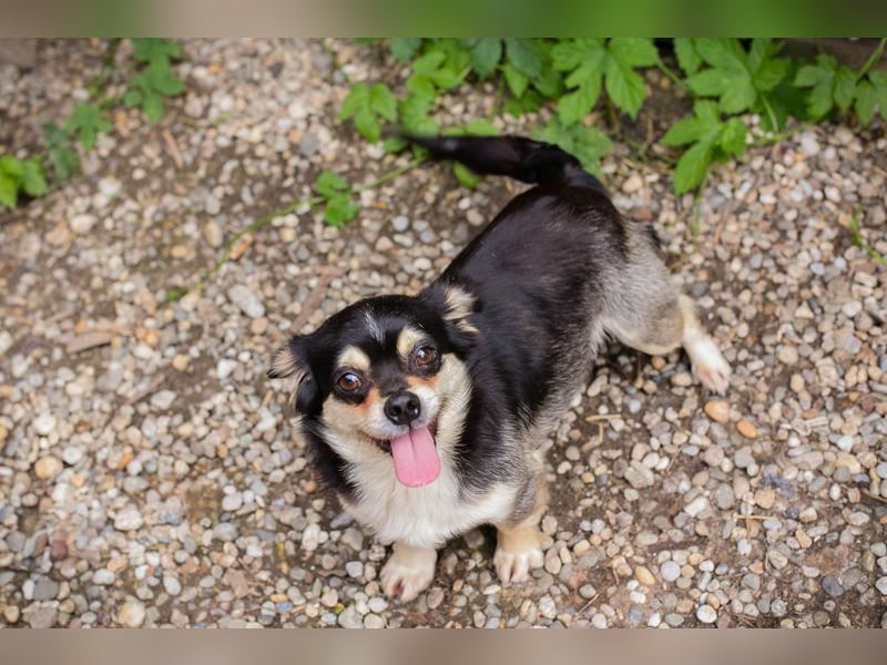Chip 232012: Hundekind sucht ein Zuhause
