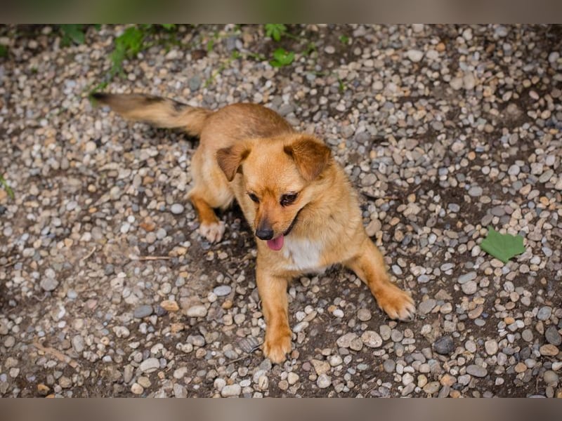 Chip 249069: Hundekind sucht ein Zuhause