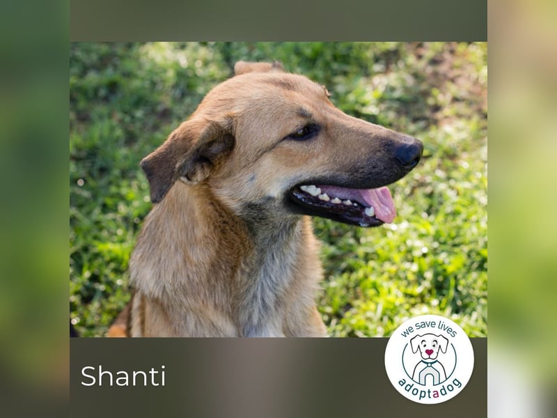 Shanti: Fröhliche Hündin