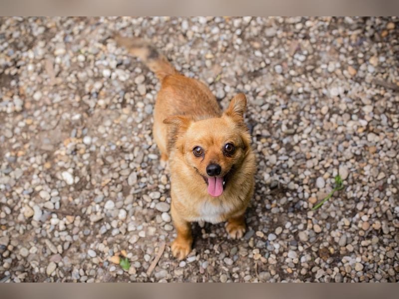 Chip 249069: Hundekind sucht ein Zuhause