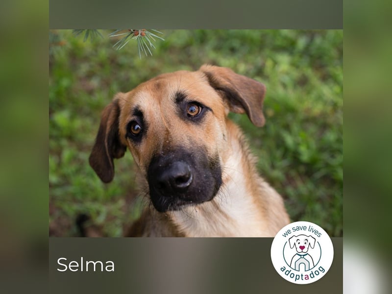 Selma: fröhliche Junghündin