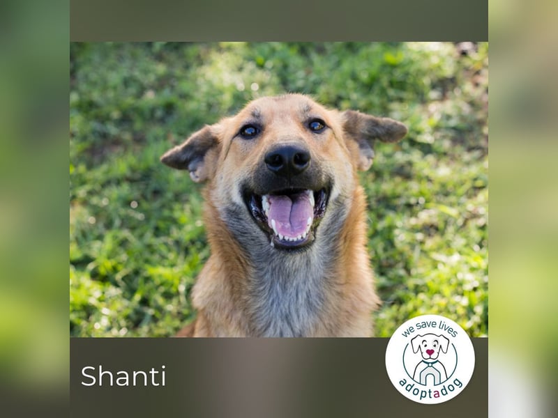 Shanti: Fröhliche Hündin