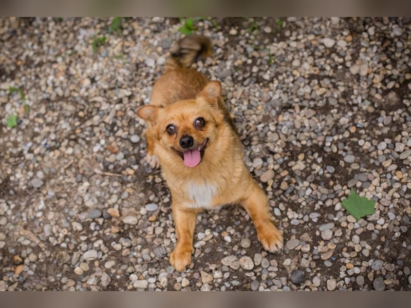 Chip 249069: Hundekind sucht ein Zuhause