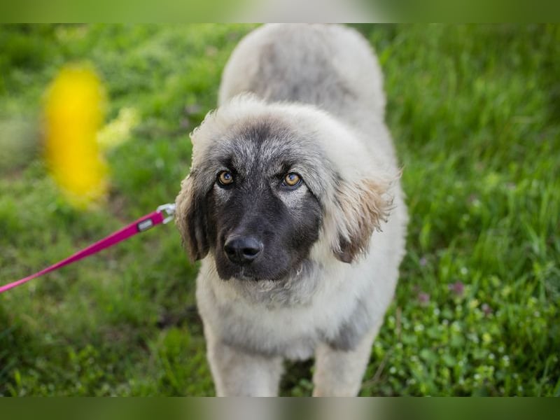 Moon: Hundekind sucht ein Zuhause