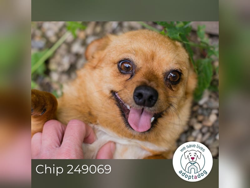 Chip 249069: Hundekind sucht ein Zuhause