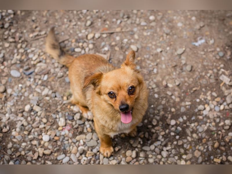 Chip 249069: Hundekind sucht ein Zuhause